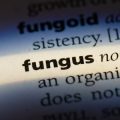 The Science and Psychology Behind Feng Shui Wealth Corners
