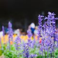 Misconceptions About Feng Shui Plants in Western Culture: Myths vs. Facts