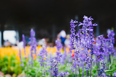 Misconceptions About Feng Shui Plants in Western Culture: Myths vs. Facts