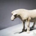 2025 Feng Shui Forecast for Every Chinese Zodiac Animal
