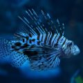 Aquariums as Feng Shui Remedies: Selecting Fish Types, Tank Placement, and Maintenance Tips