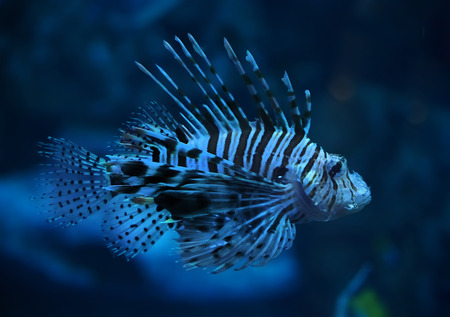 Aquariums as Feng Shui Remedies: Selecting Fish Types, Tank Placement, and Maintenance Tips