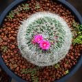 The Science and Symbolism of Feng Shui Plants: Bridging Eastern Practice with Western Lifestyles