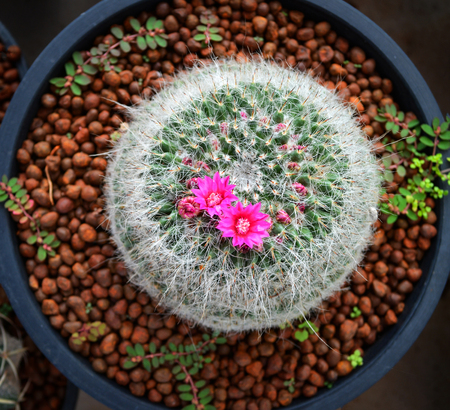 The Science and Symbolism of Feng Shui Plants: Bridging Eastern Practice with Western Lifestyles