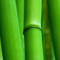 Are Lucky Bamboo Plants Truly Worth It? Science, Symbolism, and Placement