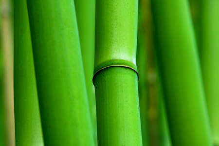 Are Lucky Bamboo Plants Truly Worth It? Science, Symbolism, and Placement