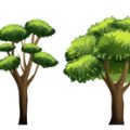 Plants and Natural Elements in Bathroom Feng Shui: What Works in America?