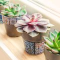 How to Arrange Your Living Room for Good Feng Shui in American Homes