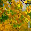Seasonal Feng Shui: Adjusting Wind Chime Placement for Spring, Summer, Fall, and Winter