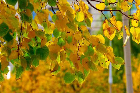Seasonal Feng Shui: Adjusting Wind Chime Placement for Spring, Summer, Fall, and Winter