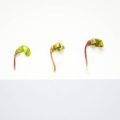 Selecting Artwork, Décor, and Plants for Positive Office Chi