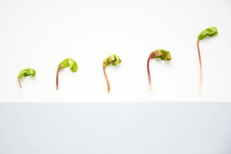 Selecting Artwork, Décor, and Plants for Positive Office Chi
