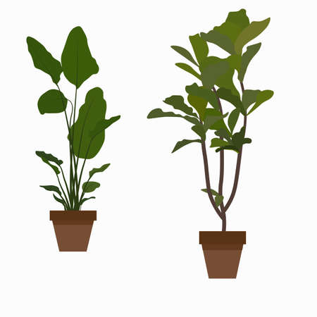 Top Apartment-Friendly Feng Shui Plants