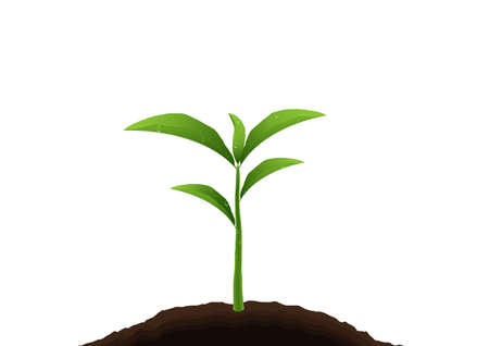 The Top 10 Feng Shui Plants Popular in the U.S.