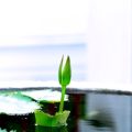 Money Plants in American Homes: Placement, Care, and Symbolism for Prosperity