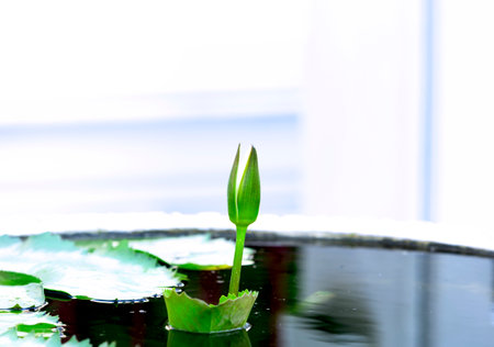 Money Plants in American Homes: Placement, Care, and Symbolism for Prosperity