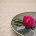 Seasonal Feng Shui Tips: Refreshing Your Home’s Energy Year-Round