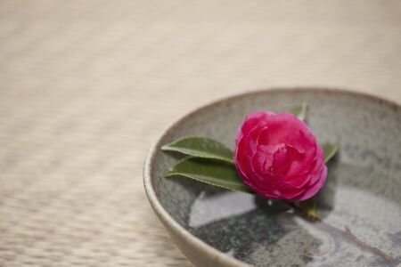 Seasonal Feng Shui Tips: Refreshing Your Home’s Energy Year-Round