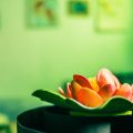 Astrological Compatibility and Feng Shui: Attracting Love and Harmony in Relationships