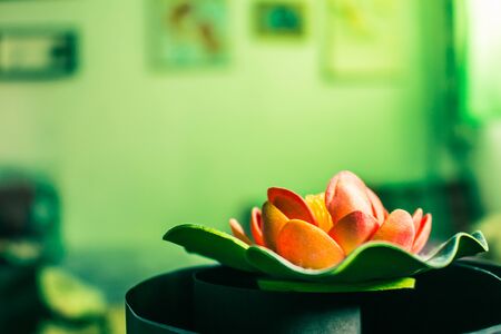 Astrological Compatibility and Feng Shui: Attracting Love and Harmony in Relationships