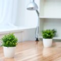 The Top 10 Feng Shui Plants That Bring Positive Energy Into American Homes