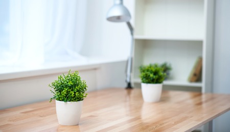 The Top 10 Feng Shui Plants That Bring Positive Energy Into American Homes
