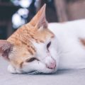 Pet Lovers’ Luck: Monthly Flying Stars and Zodiac Predictions for Your Animal Companions