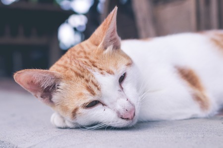 Pet Lovers’ Luck: Monthly Flying Stars and Zodiac Predictions for Your Animal Companions