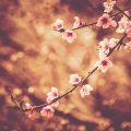 Seasonal Feng Shui: Refreshing Your Child’s Room for Spring, Summer, Fall, and Winter