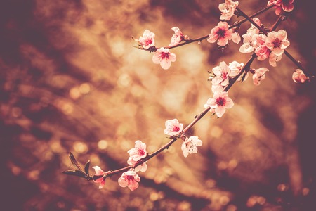 Seasonal Feng Shui: Refreshing Your Child’s Room for Spring, Summer, Fall, and Winter