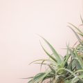 Feng Shui for Urban Dwellers: Apartment-Friendly Plants That Boost Positivity