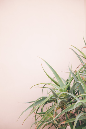 Feng Shui for Urban Dwellers: Apartment-Friendly Plants That Boost Positivity