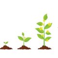 Integrating Edible Plants and Herbs into Your Feng Shui for Positive Family Energy
