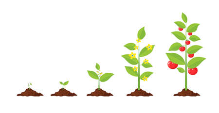Integrating Edible Plants and Herbs into Your Feng Shui for Positive Family Energy